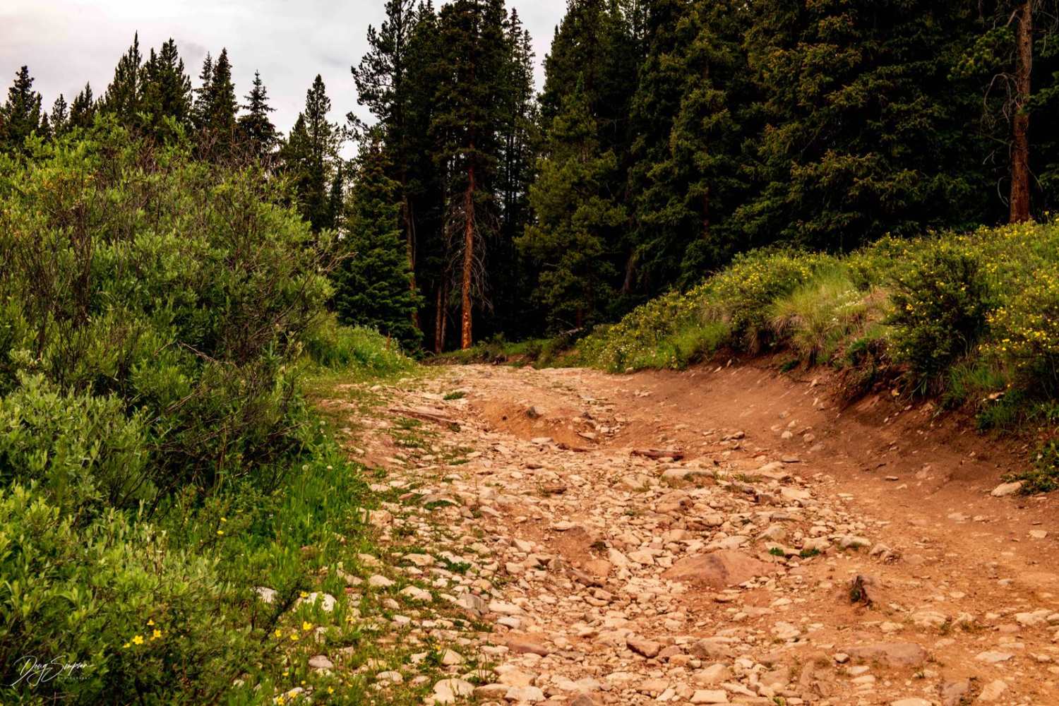 Forest Road 801