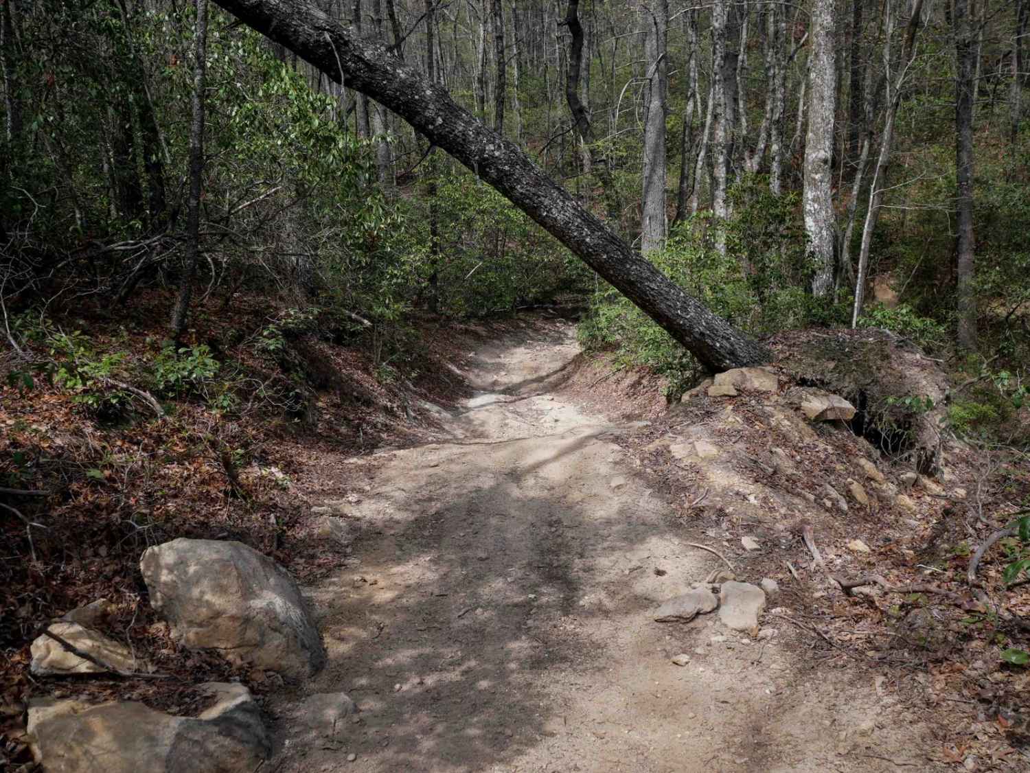 Trail 6 Miller Circle