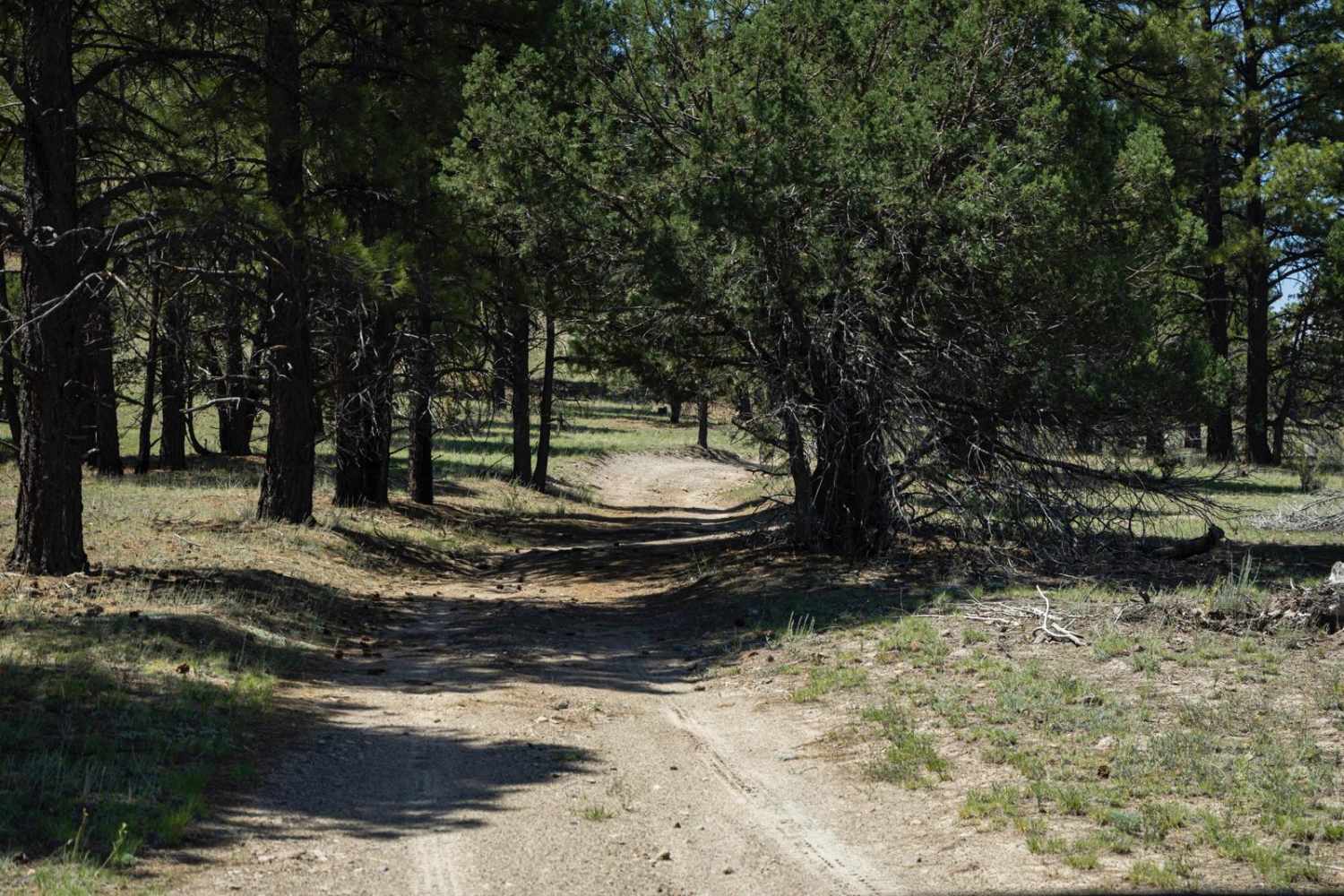 The Wooded Curve
