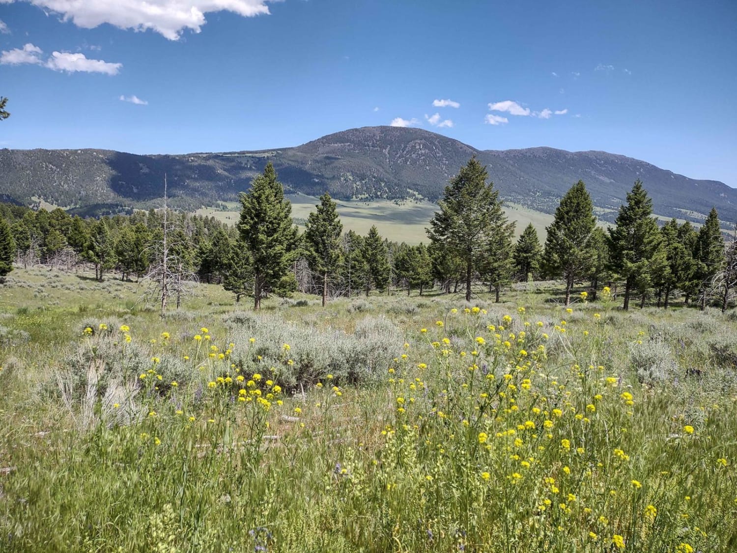 North Whitetail Road Spur