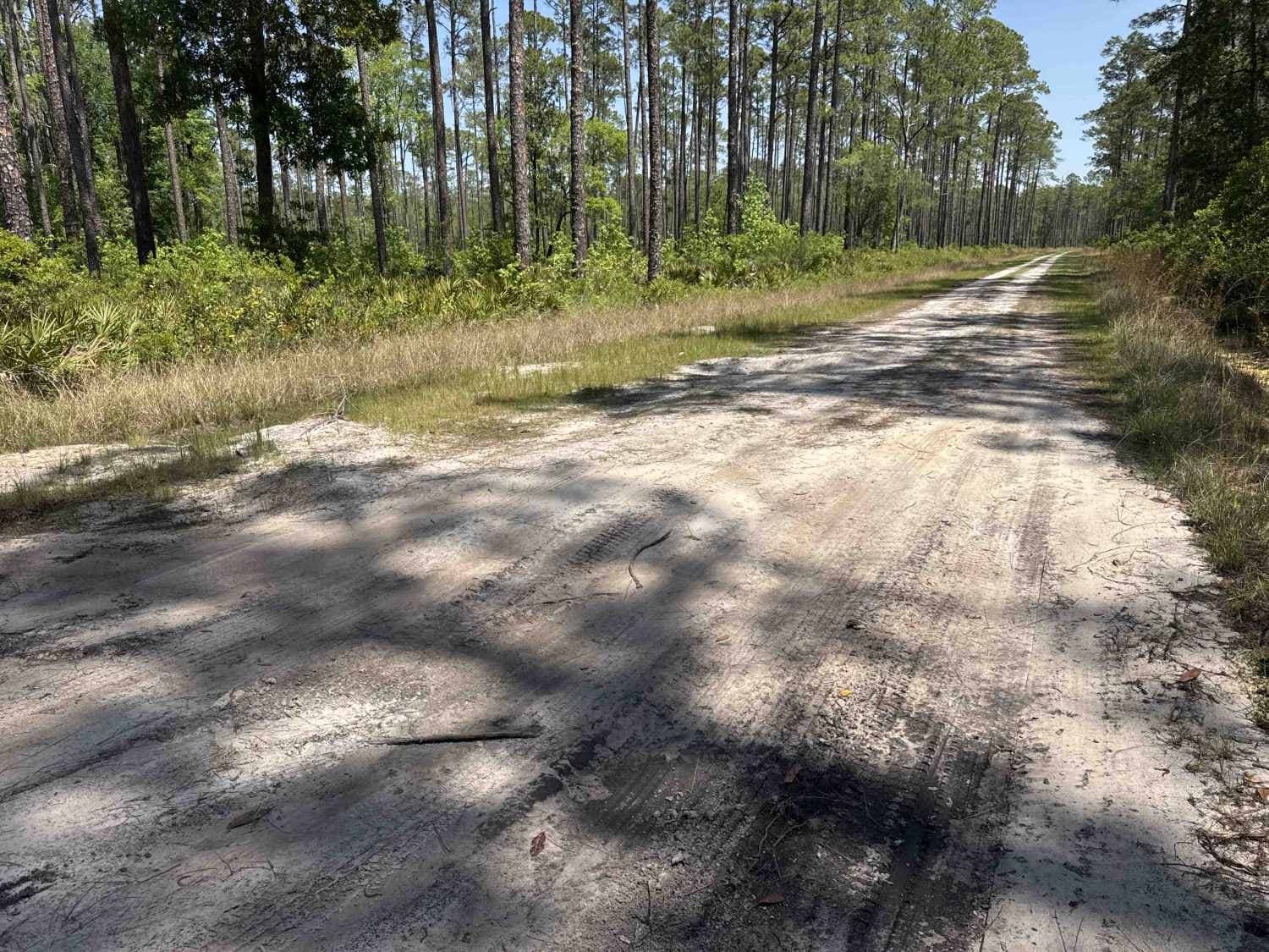 Gum Dip - Osceola NF 284