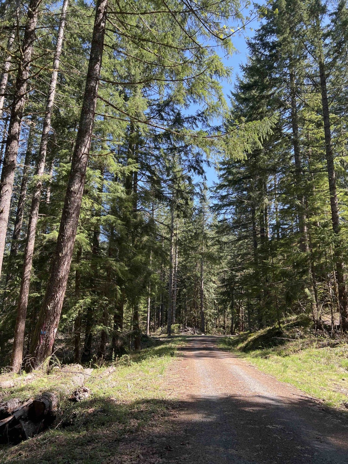 Timber Butte