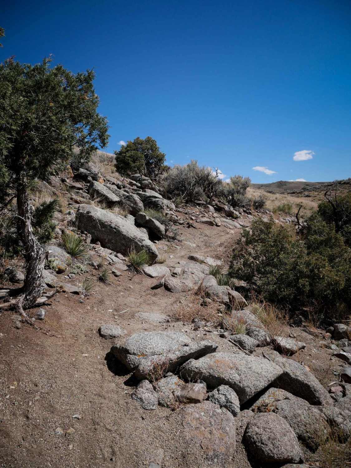 Coyote Den 
