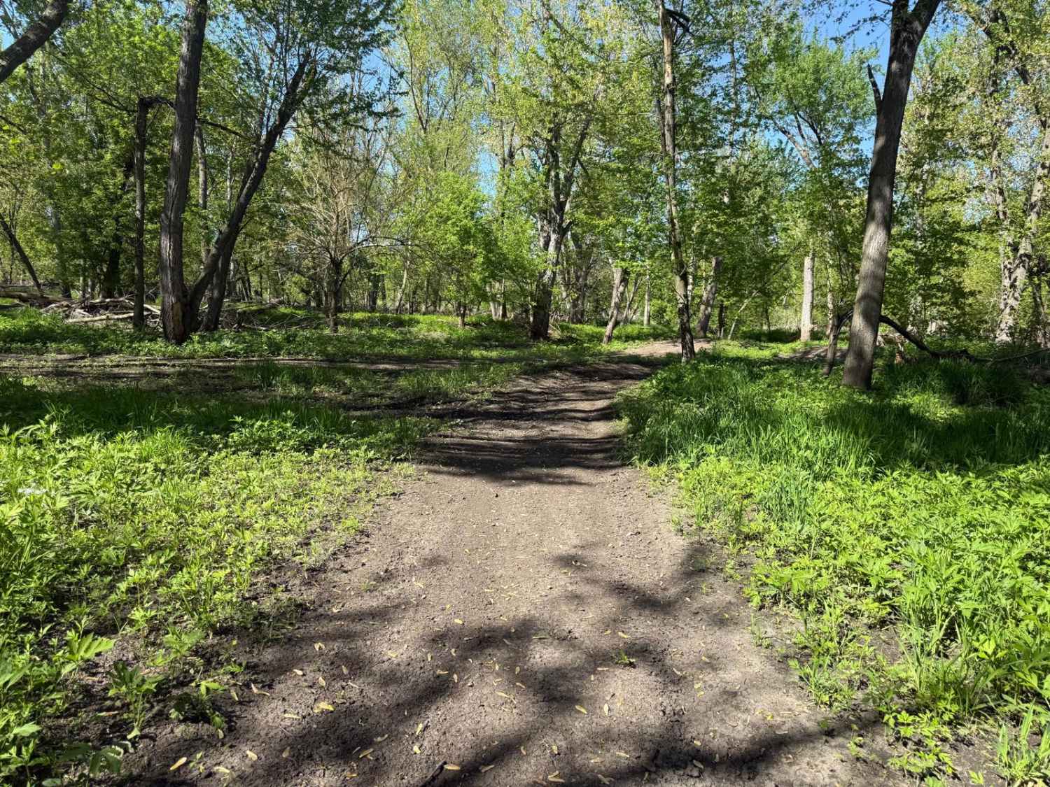 Woods Track A