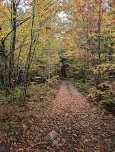 Firewood Lane Gully