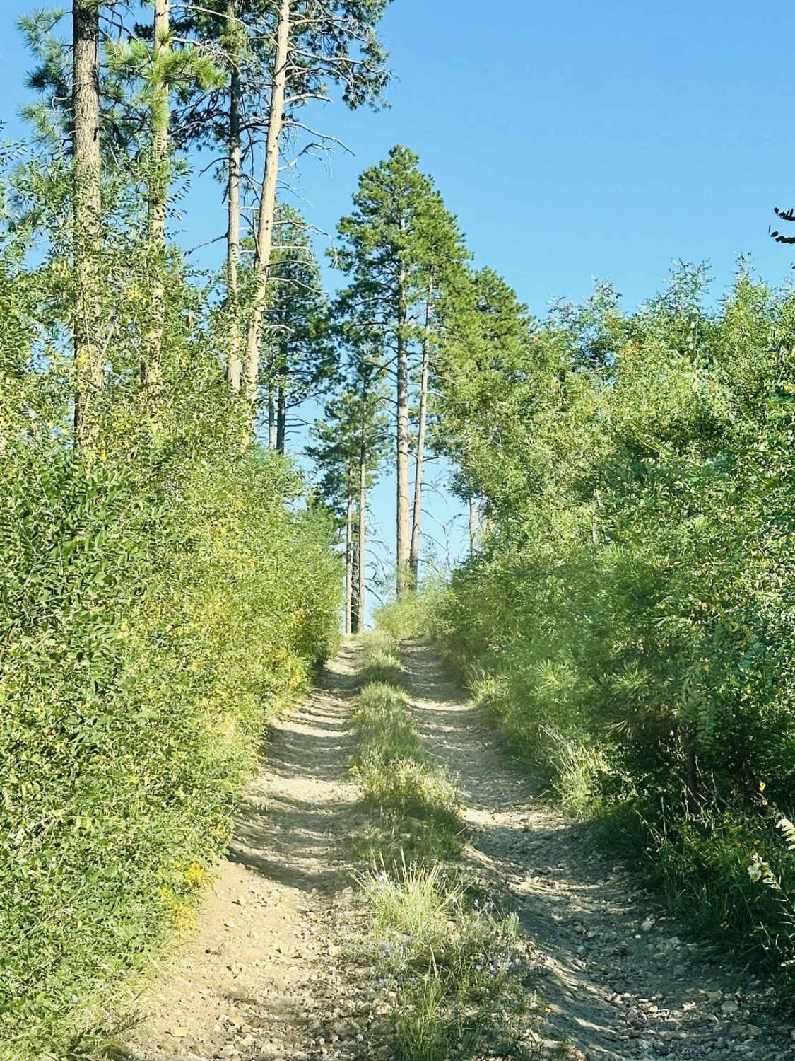 Swamp Point and North Bass Trailhead