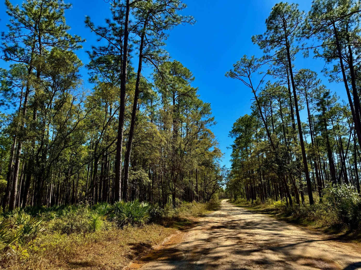 Whites Trail 373