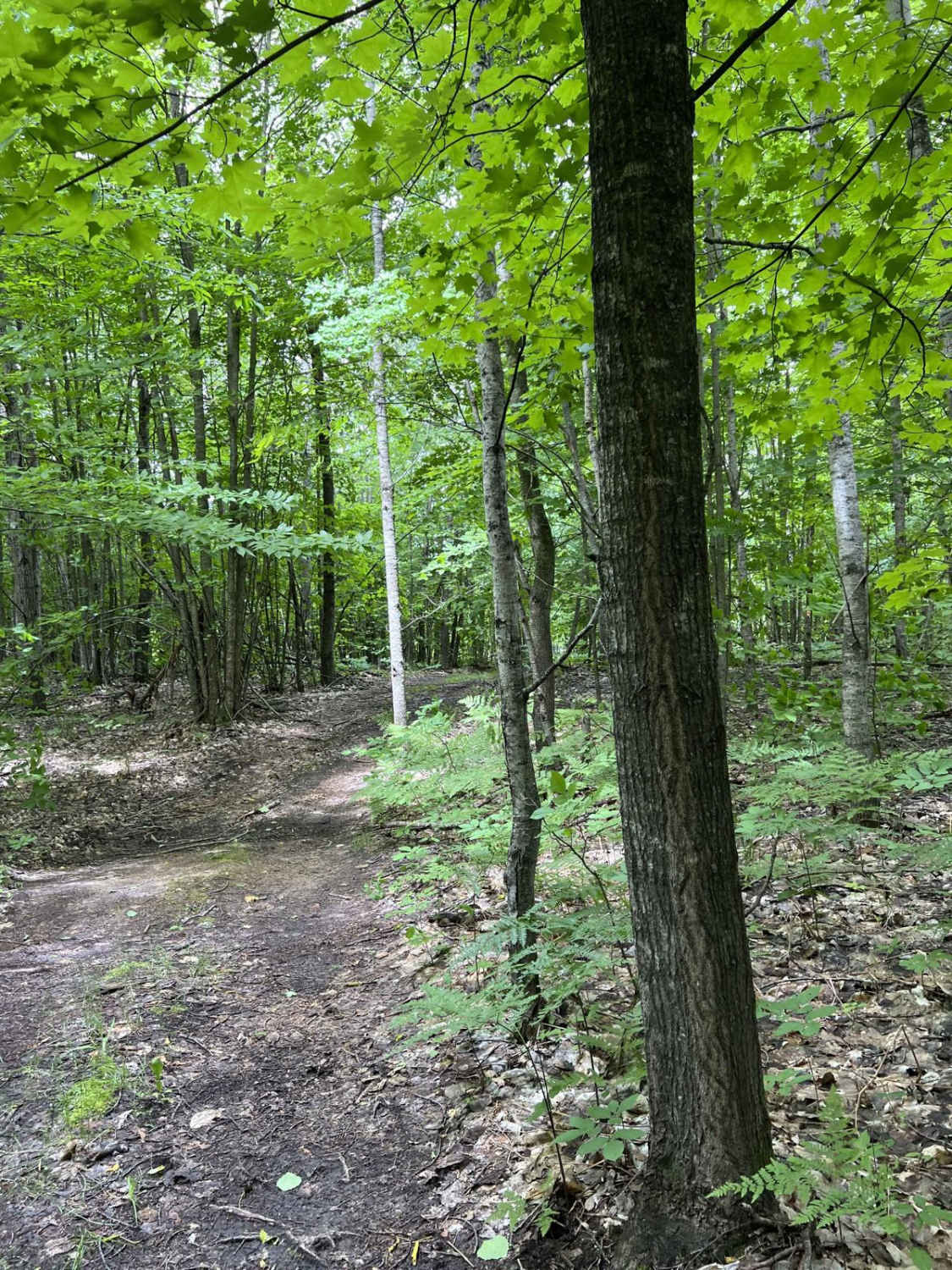 Big Wolf to Townline