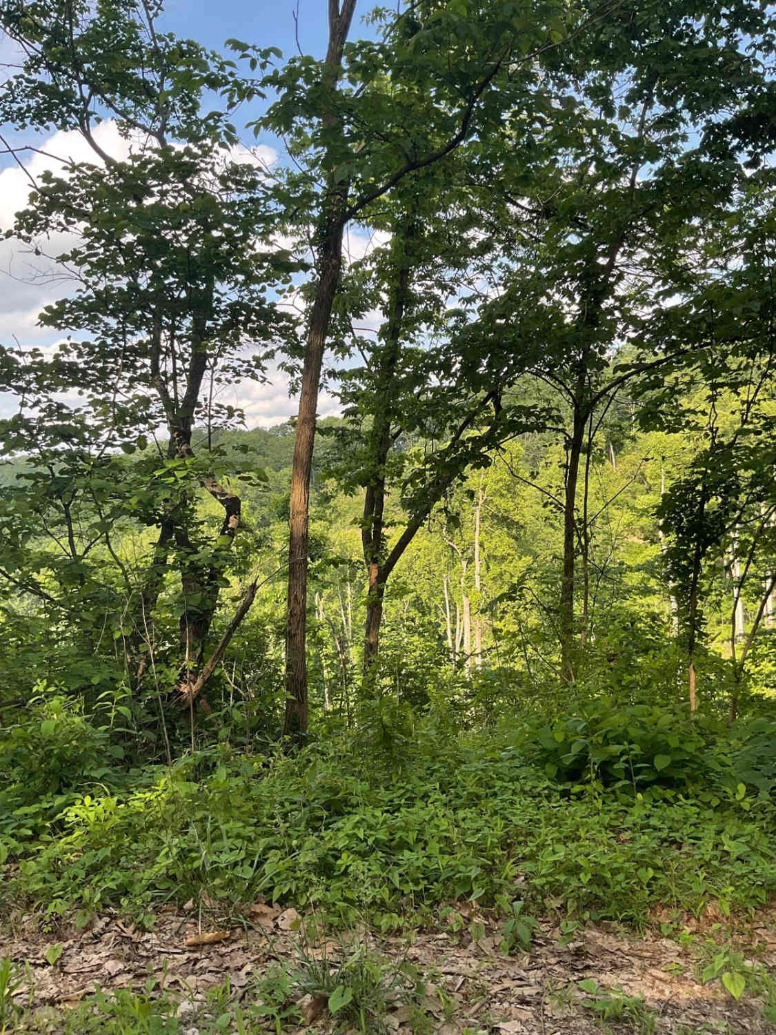 State Forest Road 2