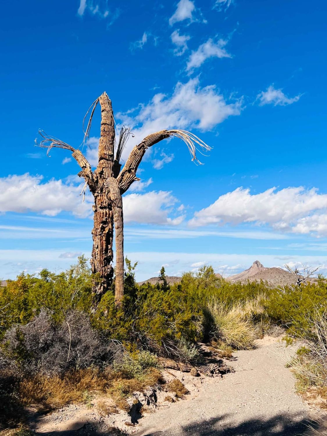 Secret Saguaro Forest 