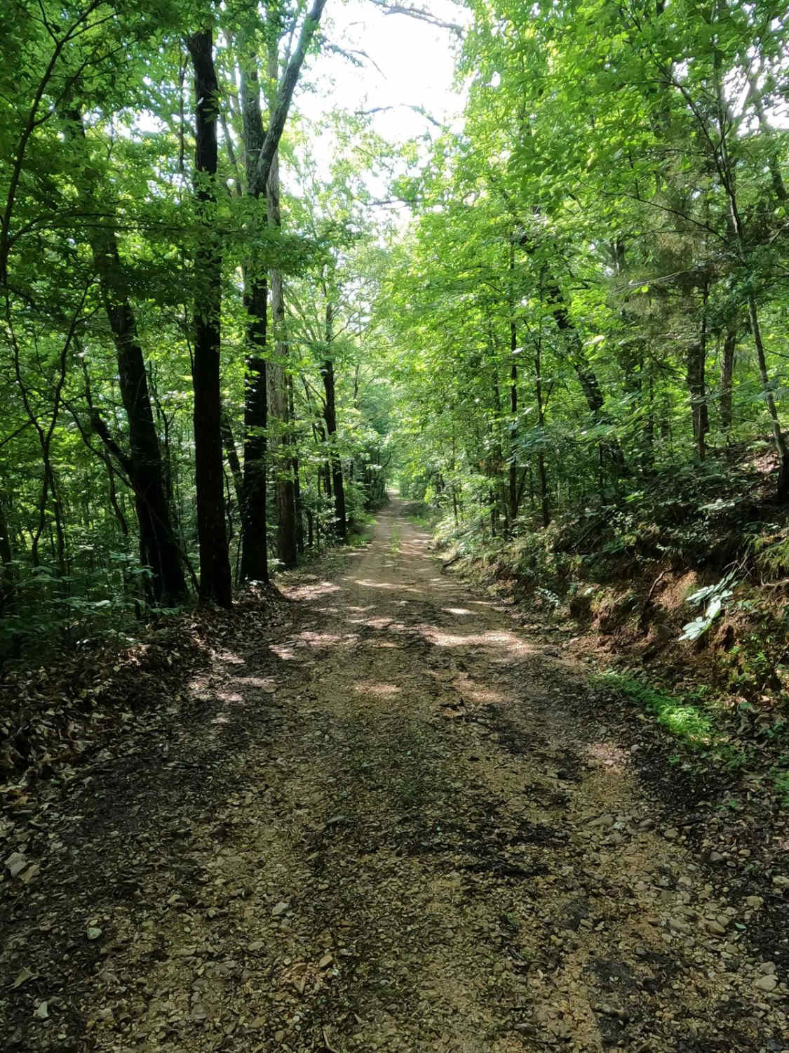 Turkey Creek Cemetery Road - FS 413
