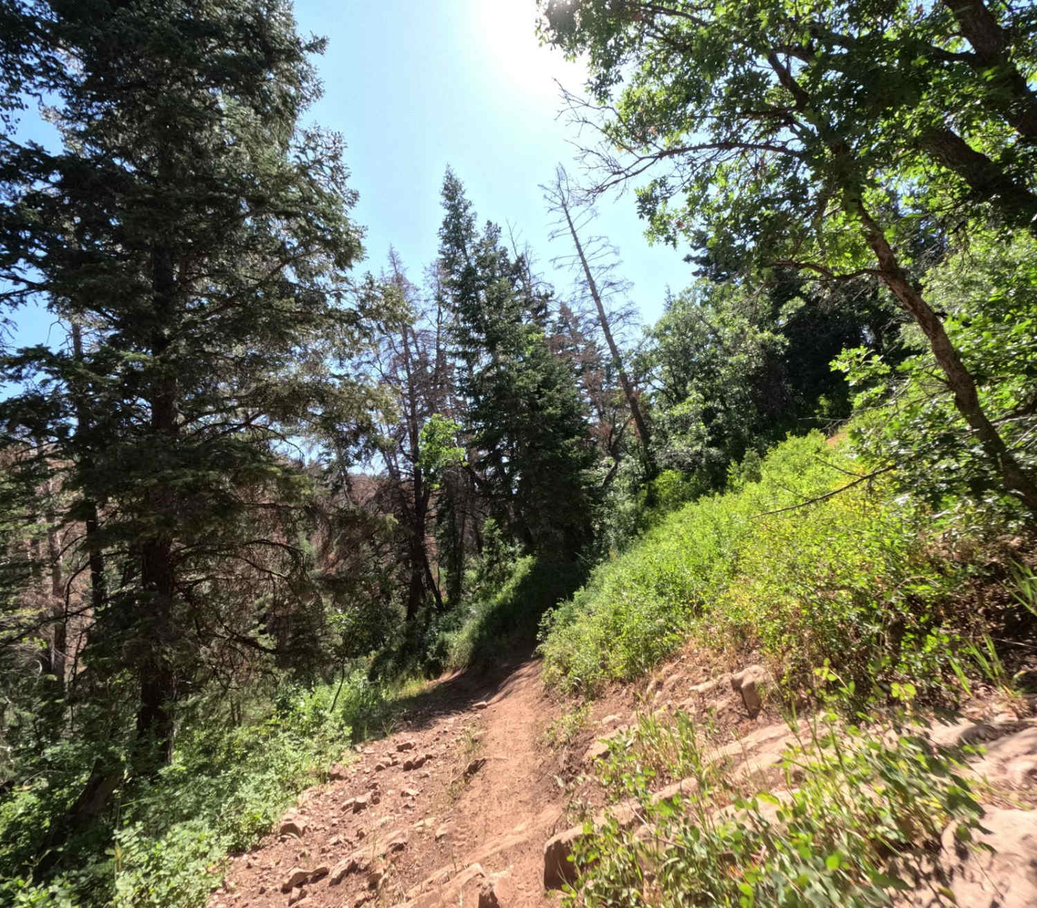 Bennie Creek - FS 8071