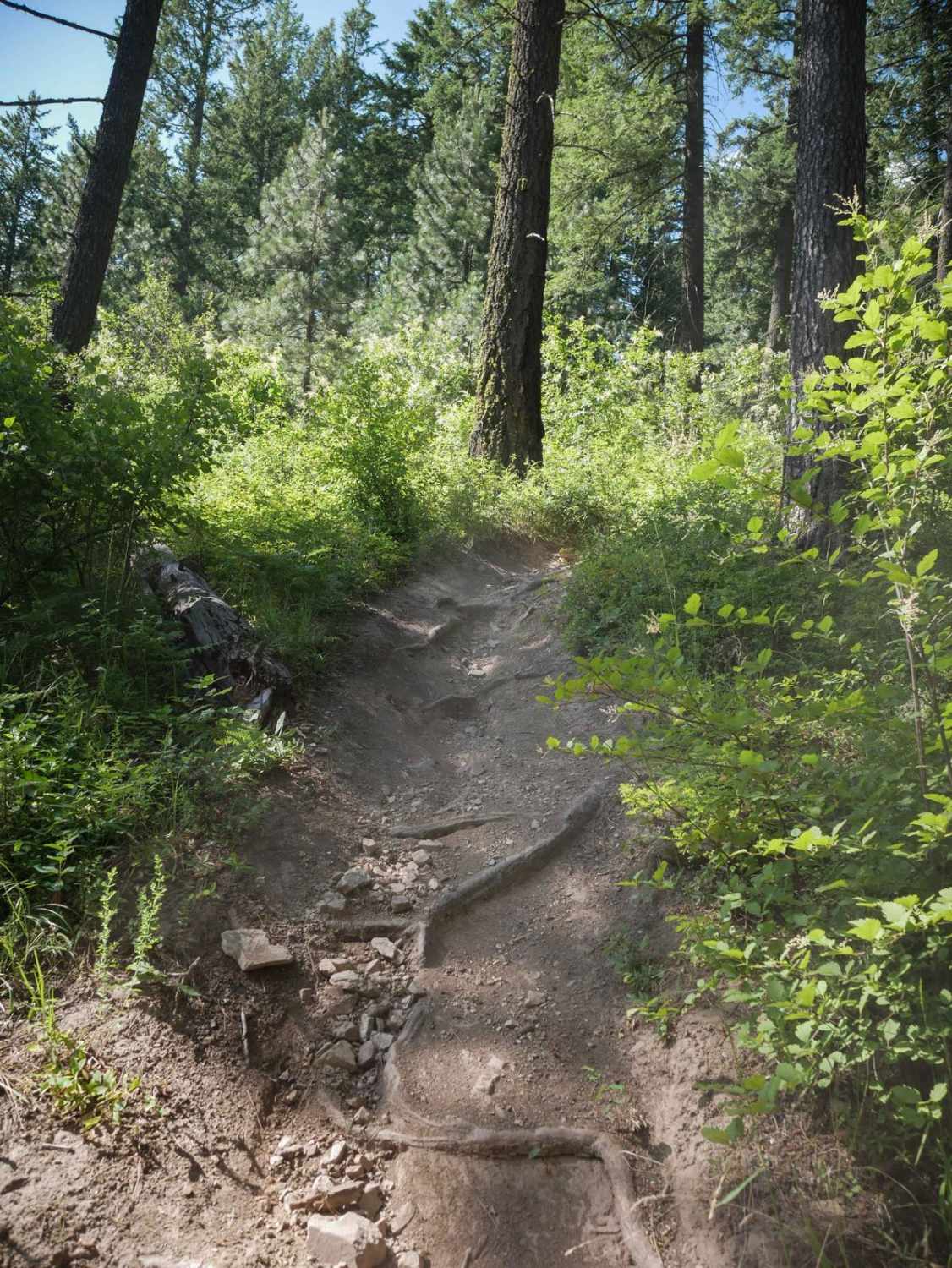 Canfield Mountain- Trail 5  