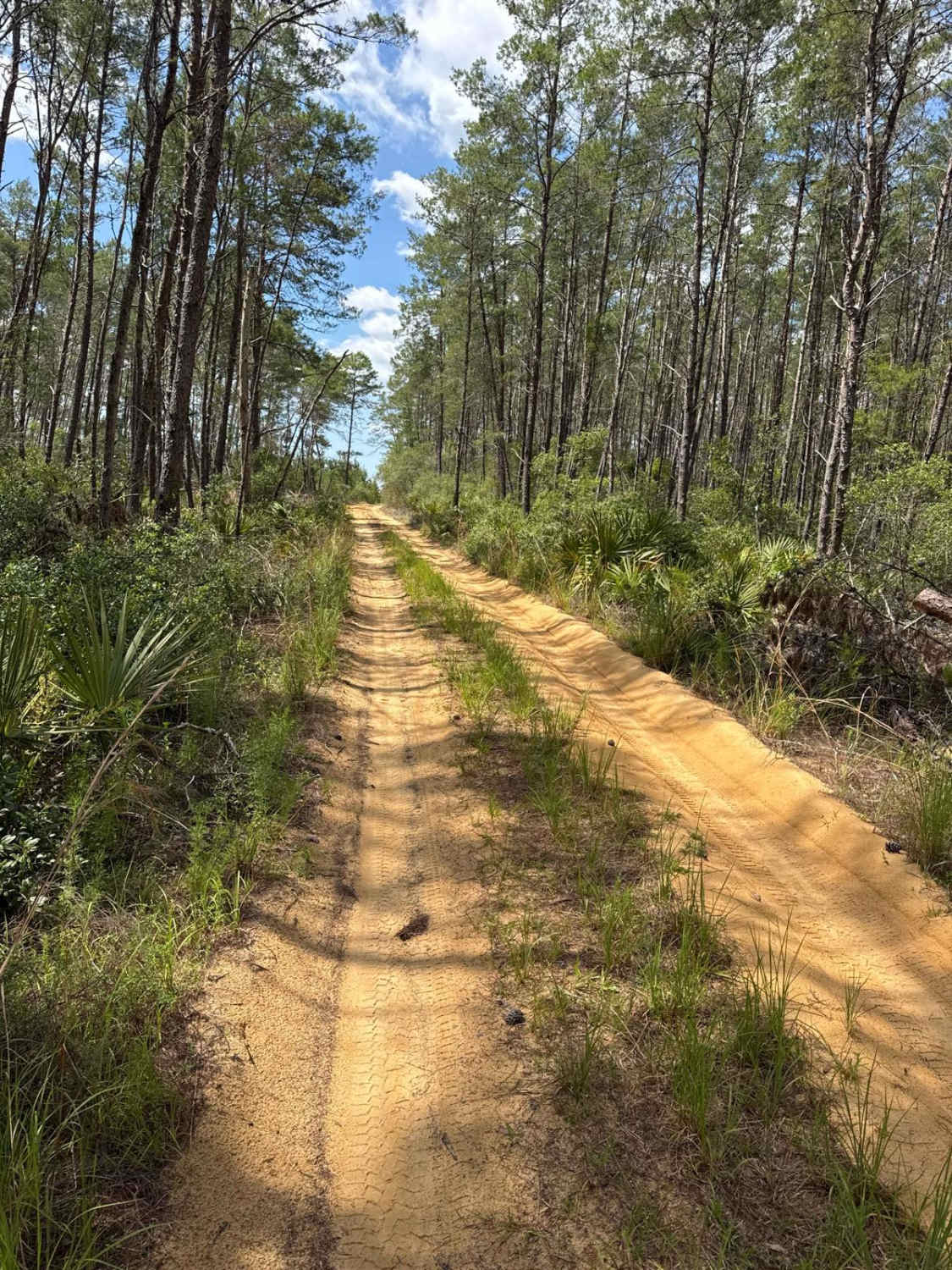Ocala National Forest 40-15.7