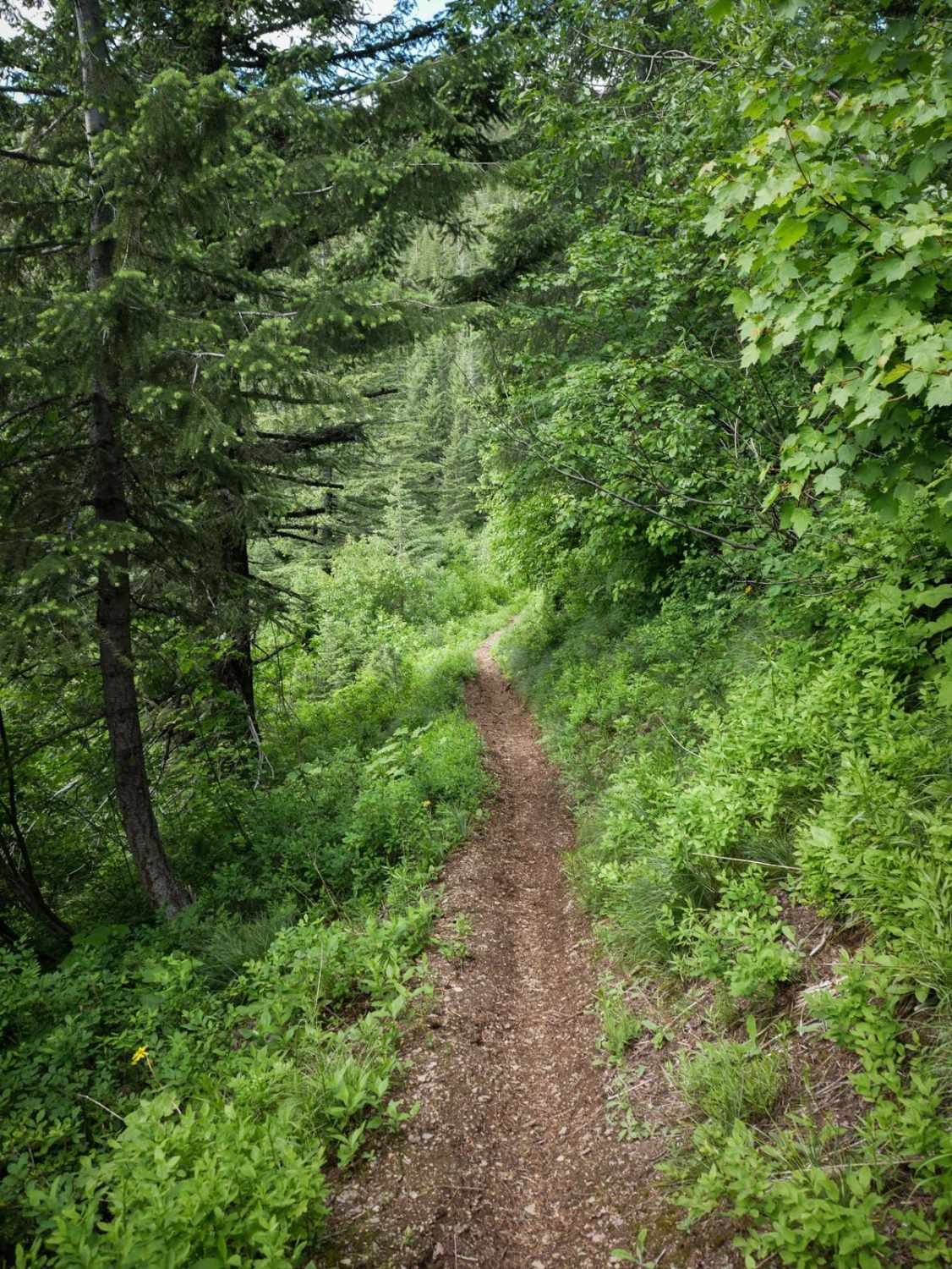 East Fork Big Creek
