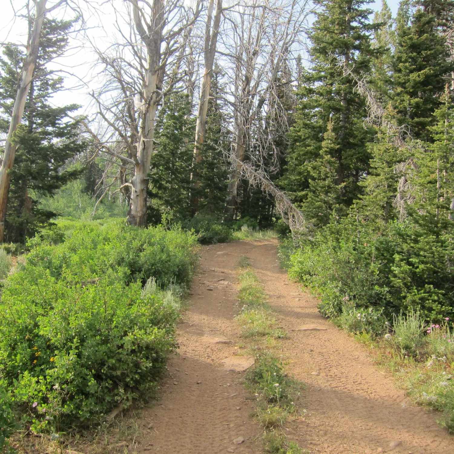 Church Hollow Trail