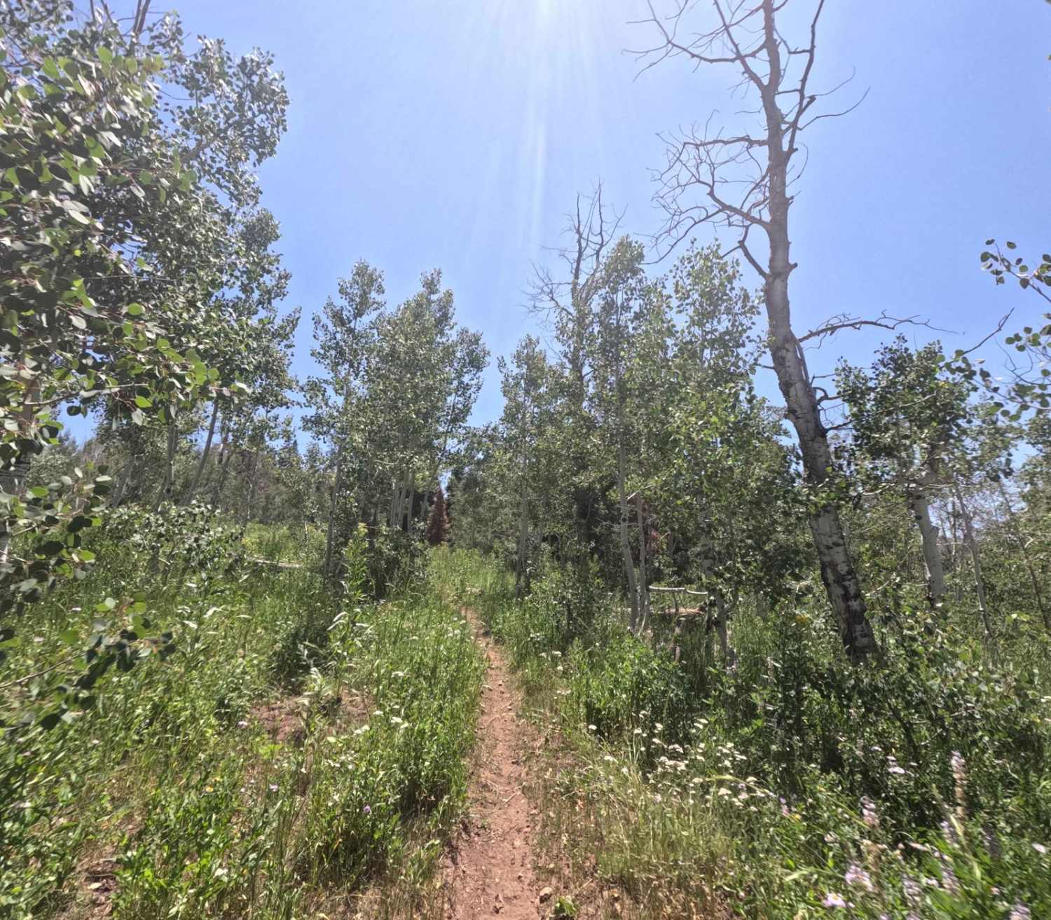 Lizard Lake - FS 8069