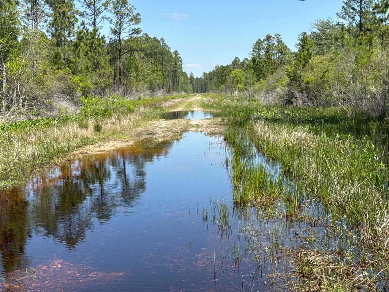 Gum Creek Road - Aucilla WMA