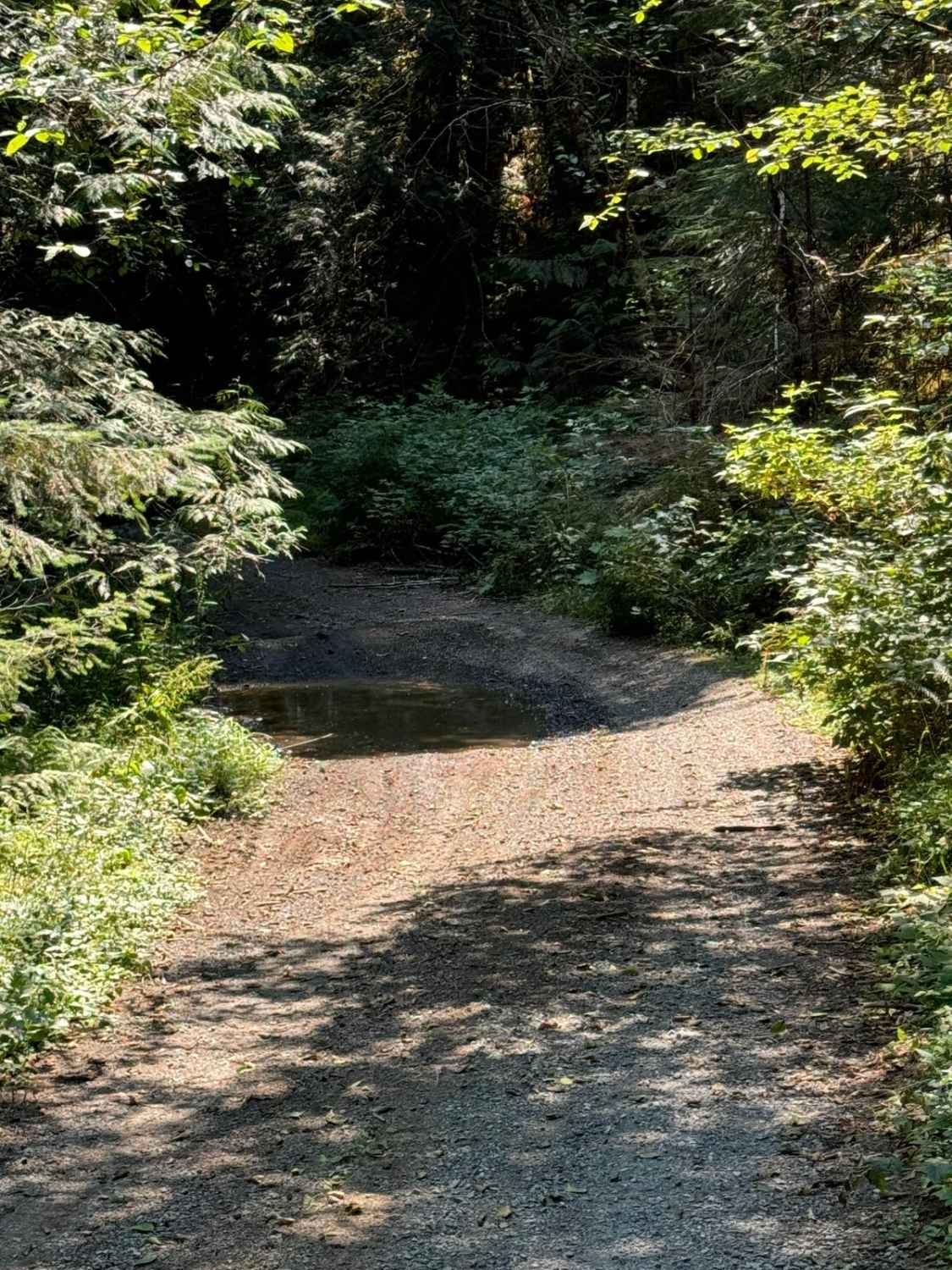Cougar Rock Connecting Trail