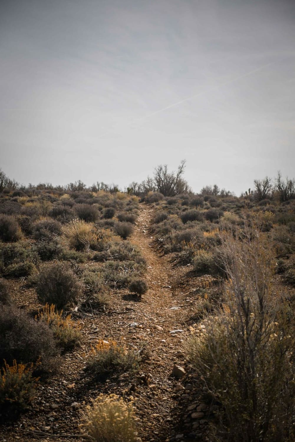 Joshua Tree Wash