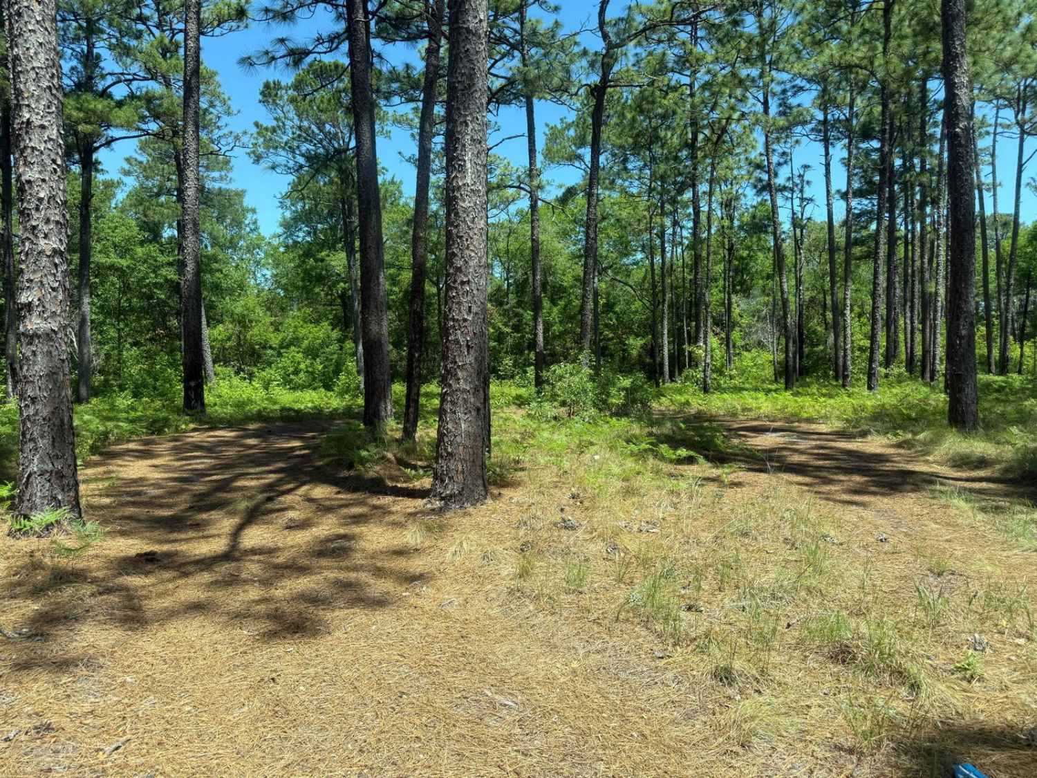 Pringle Road Spur 2