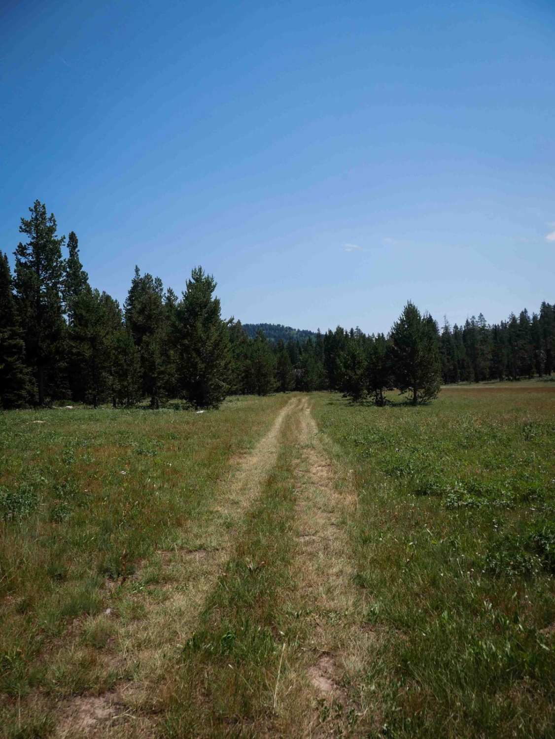 Moonlight Meadow #3404 