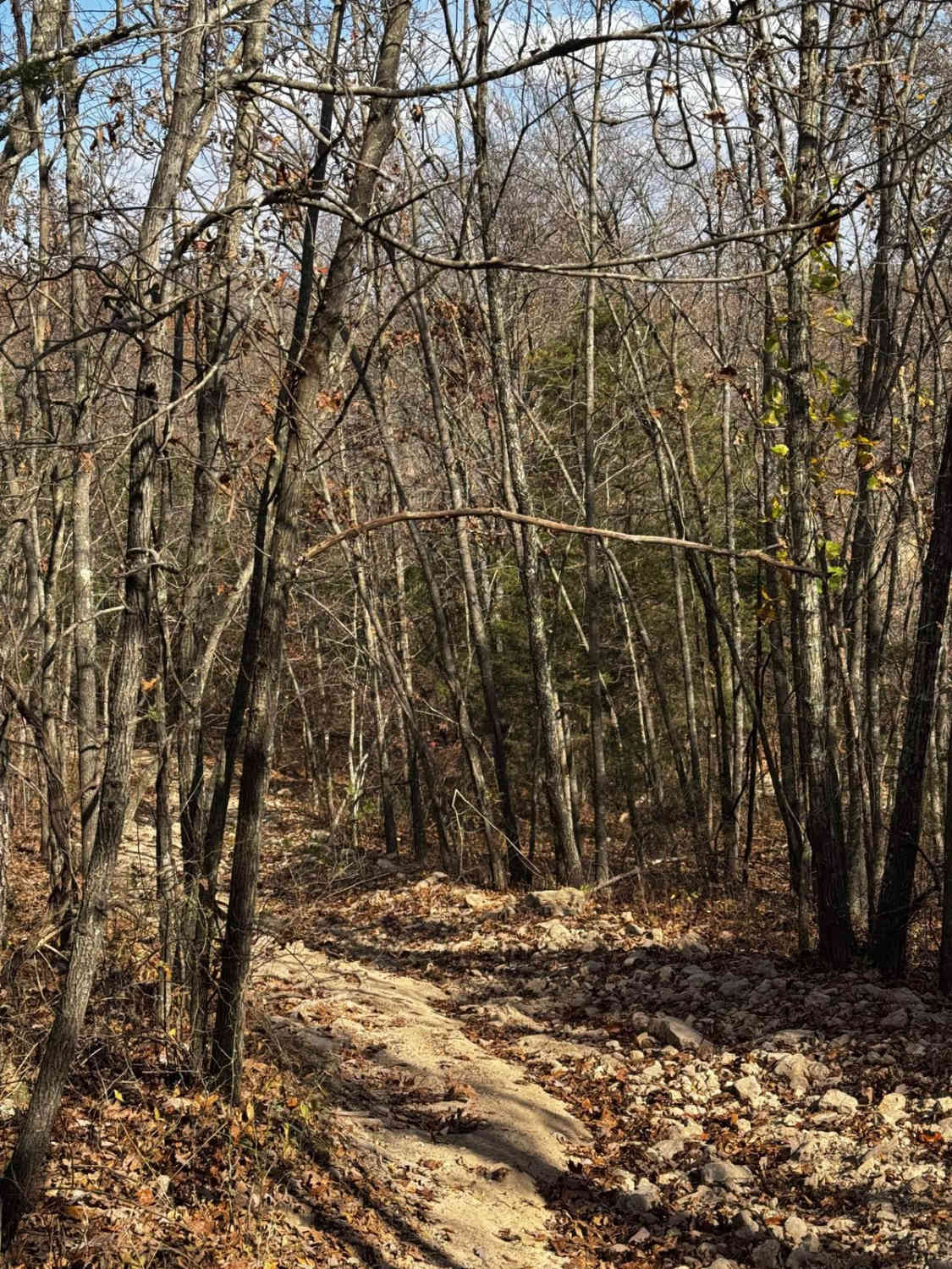 Loggers Trail