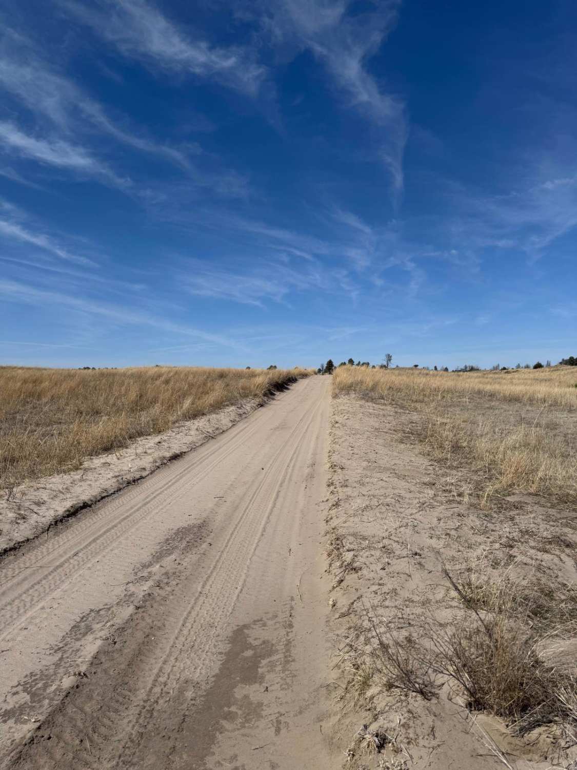 Forest Road 277 - Whitetail / Weggener