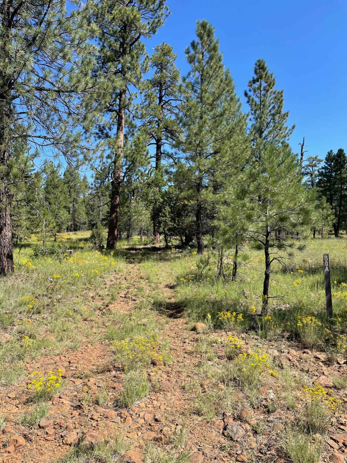 Cub Tank Trail