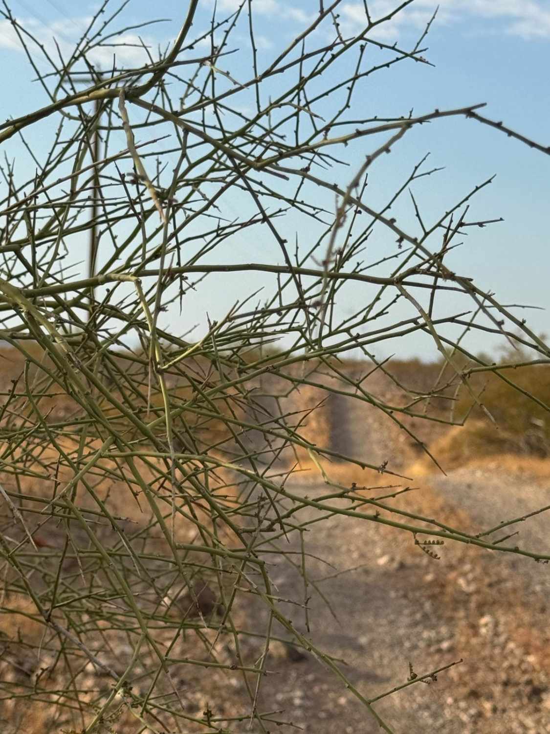 Old Yuma Road