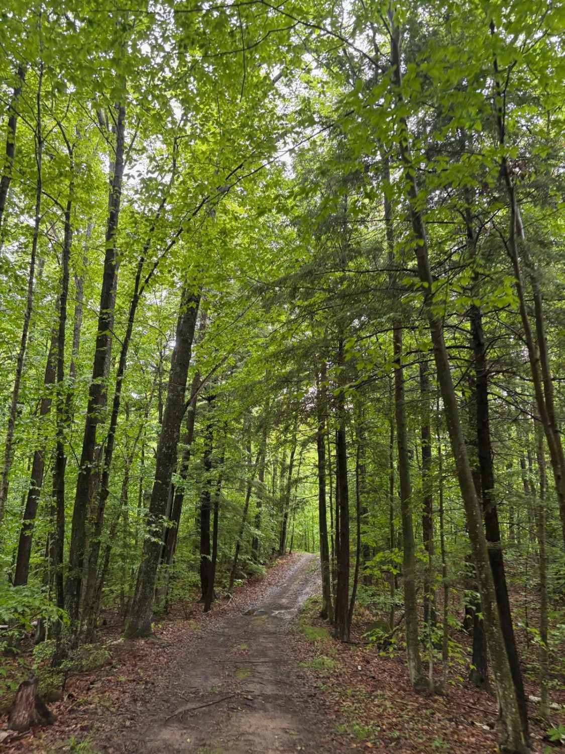 Forest Road 2330M