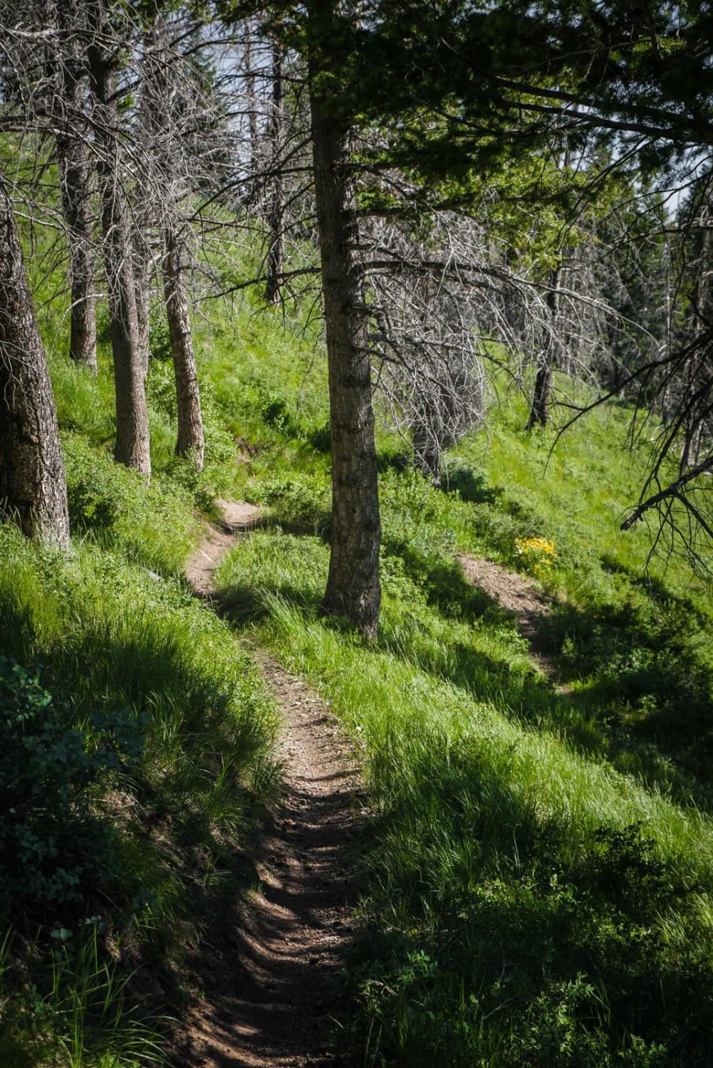 Howard's Trail 