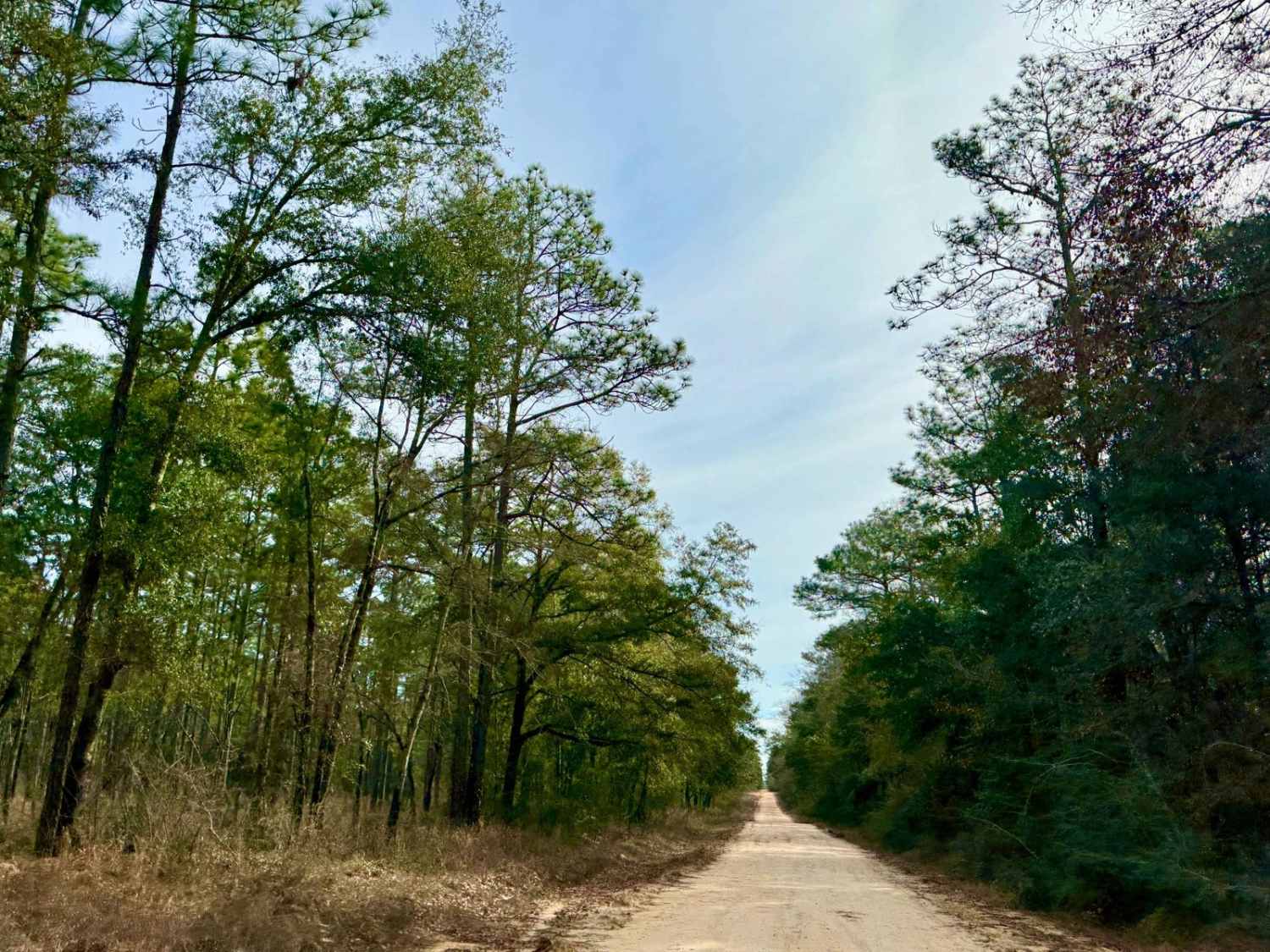 Bass Bud Road 