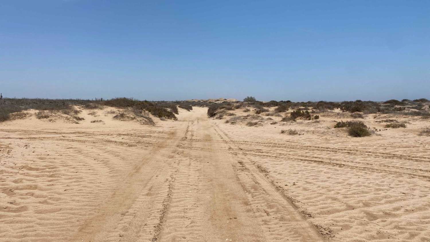 Lomita Amarilla Coastal