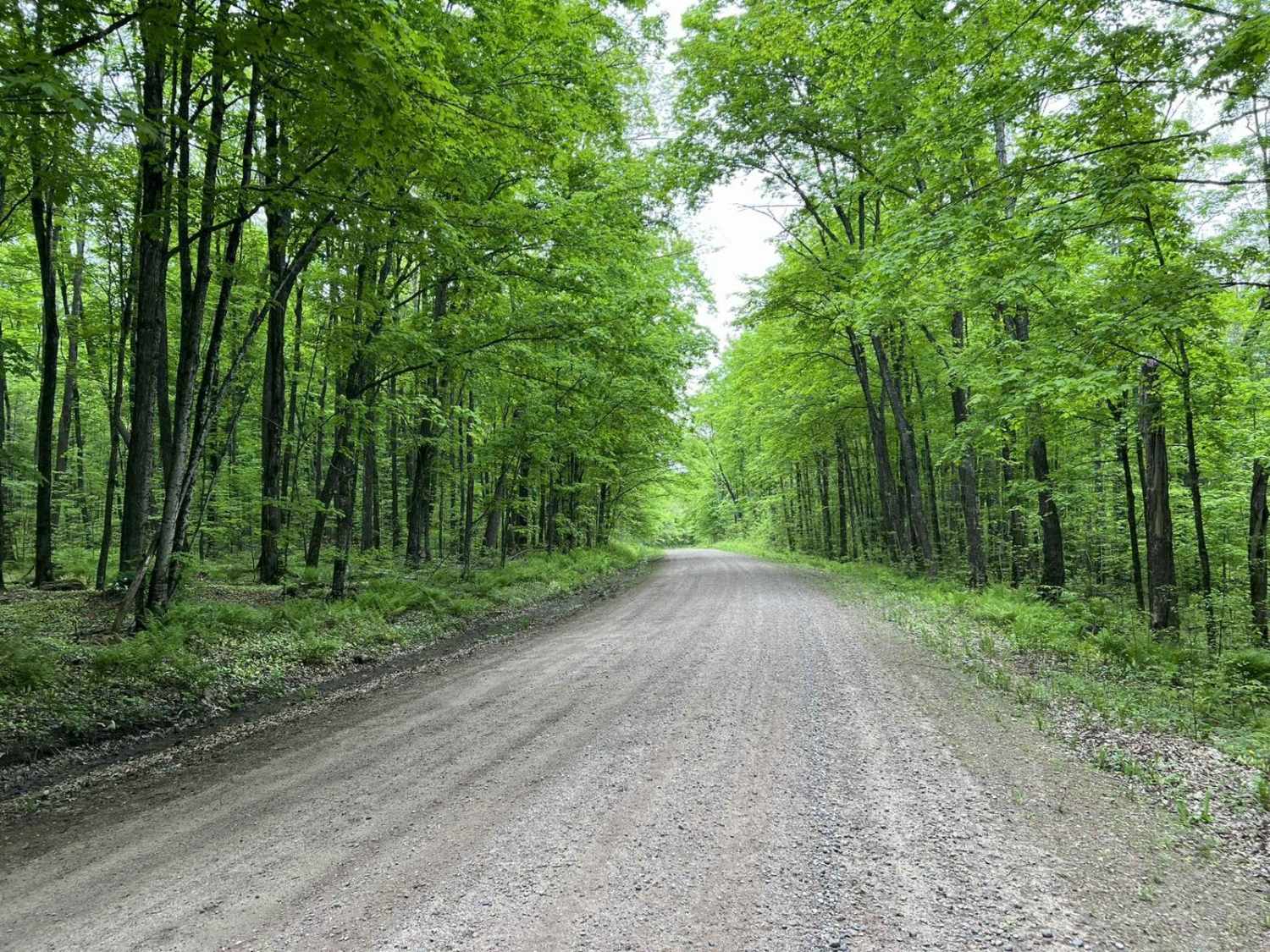 Pine River FR 2182