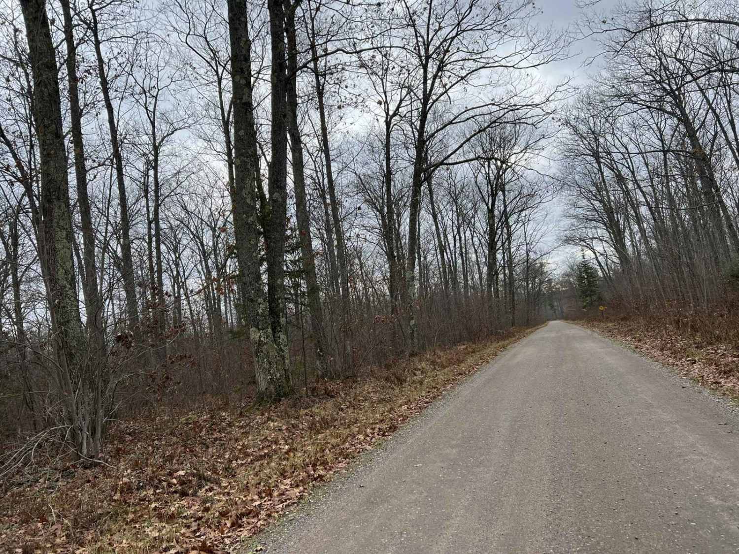 White Birch/ Firelane Road 