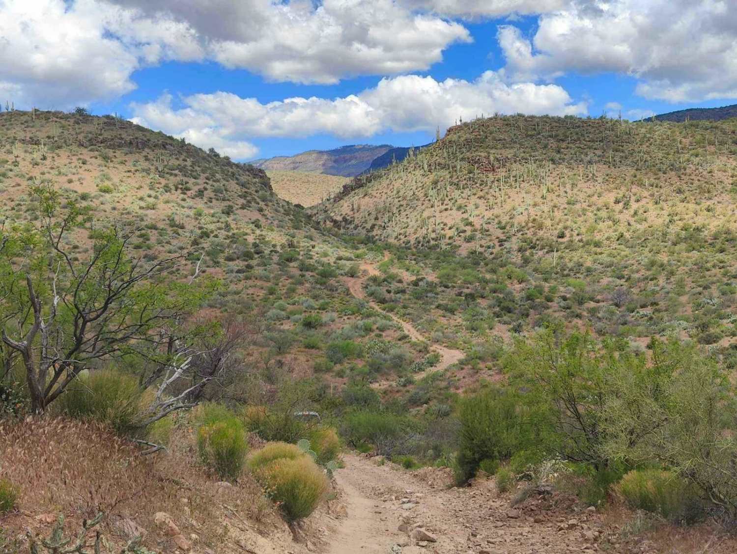 Cougar Canyon 