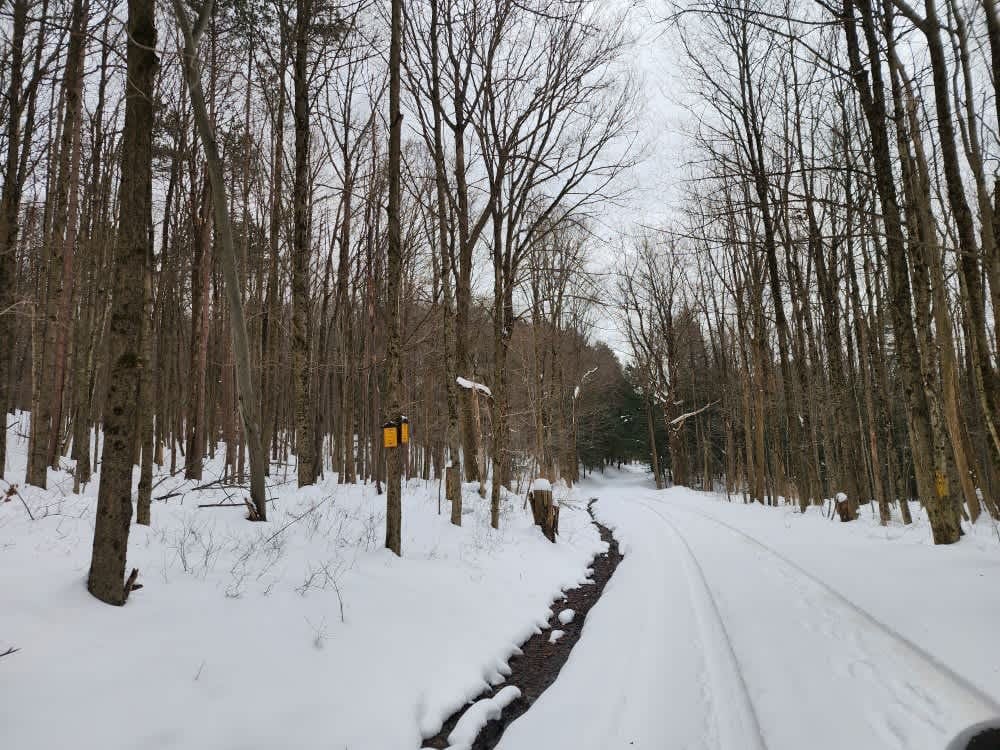 Albert J Woodward Memorial Forest Traverse