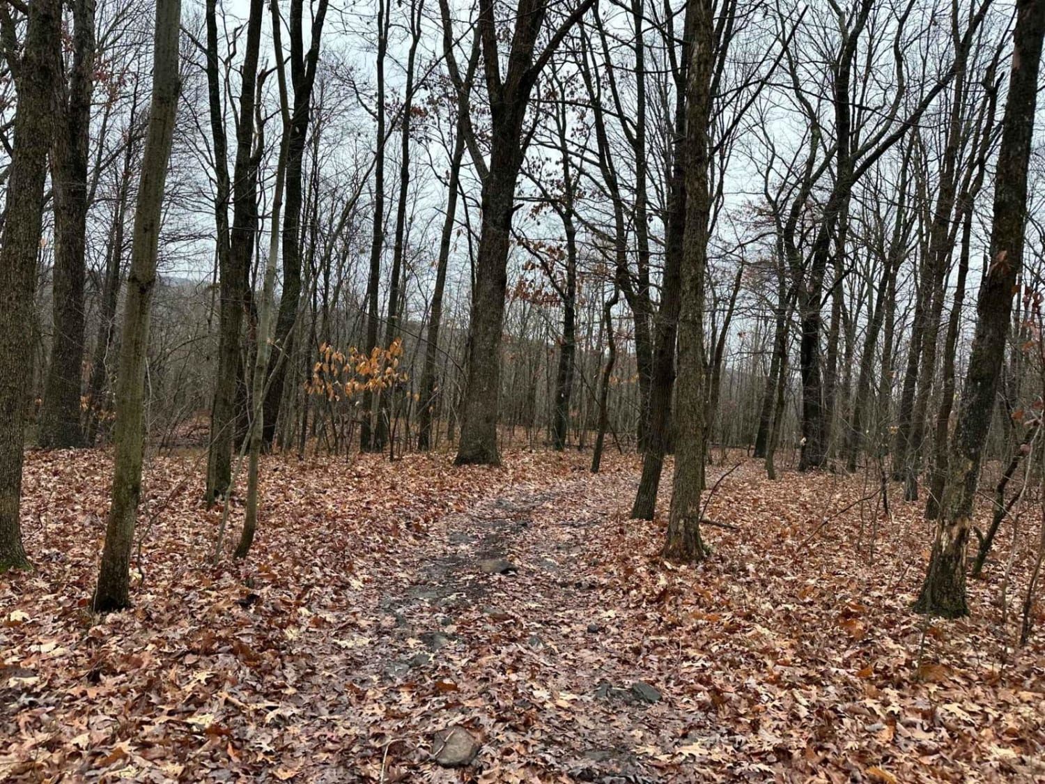 ATV Trail 9