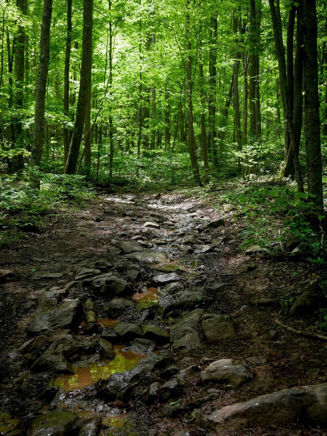 Trail 12