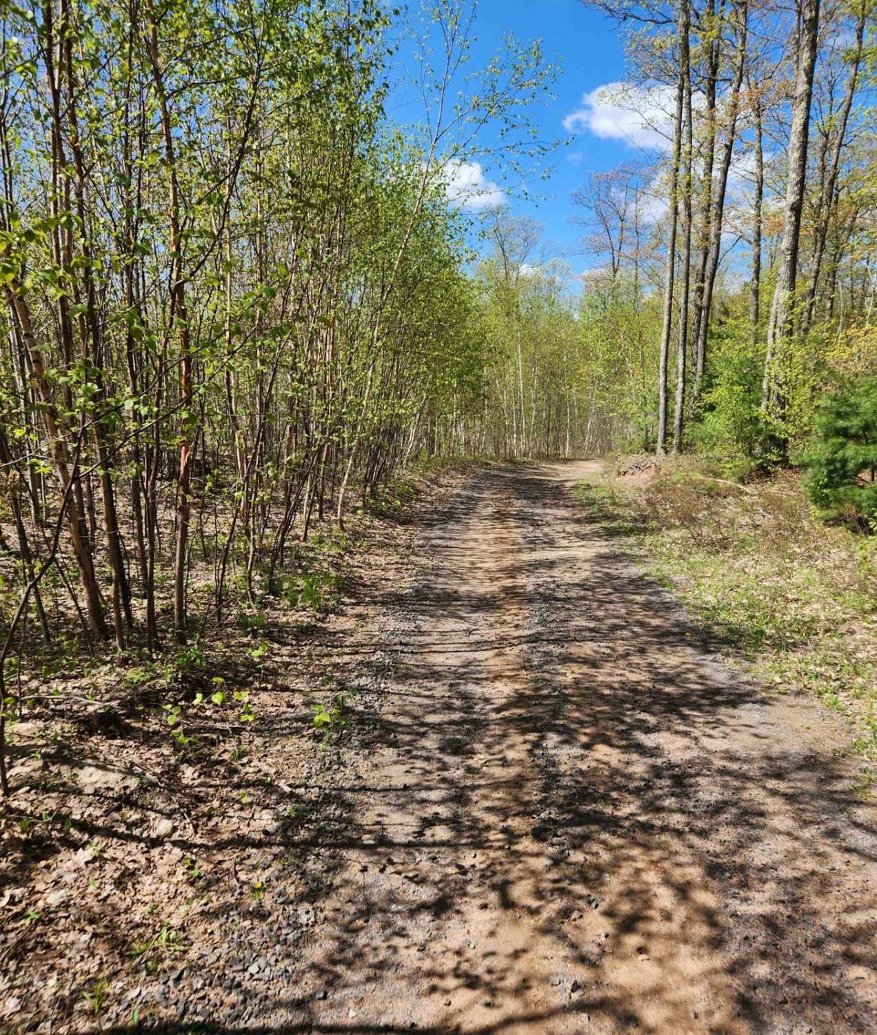 Bayfield Timber Trail