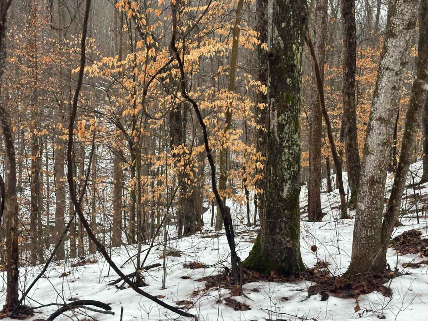 Reese Ridge 3044BB
