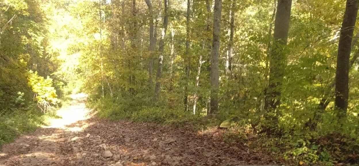 Martiki Trail