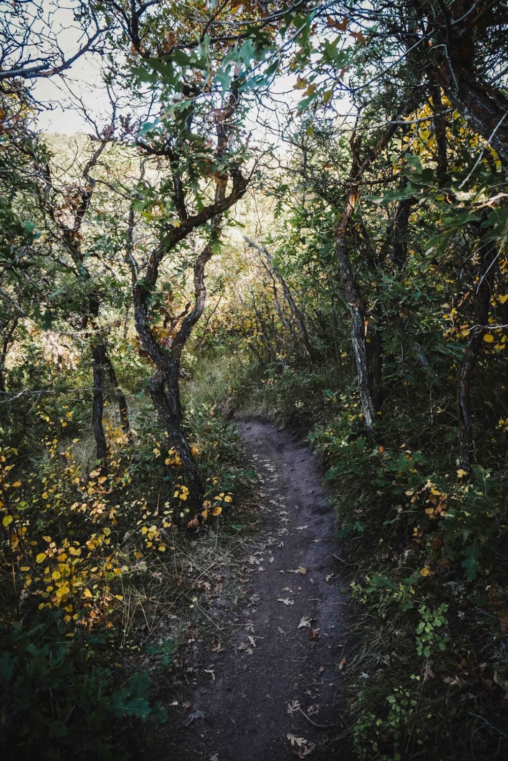 North Porcupine Trail