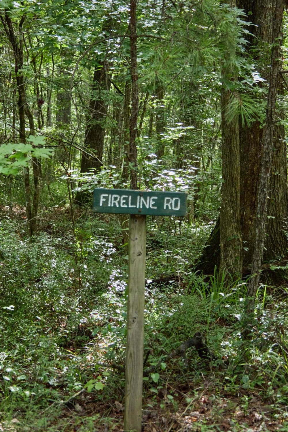 Fireline Road