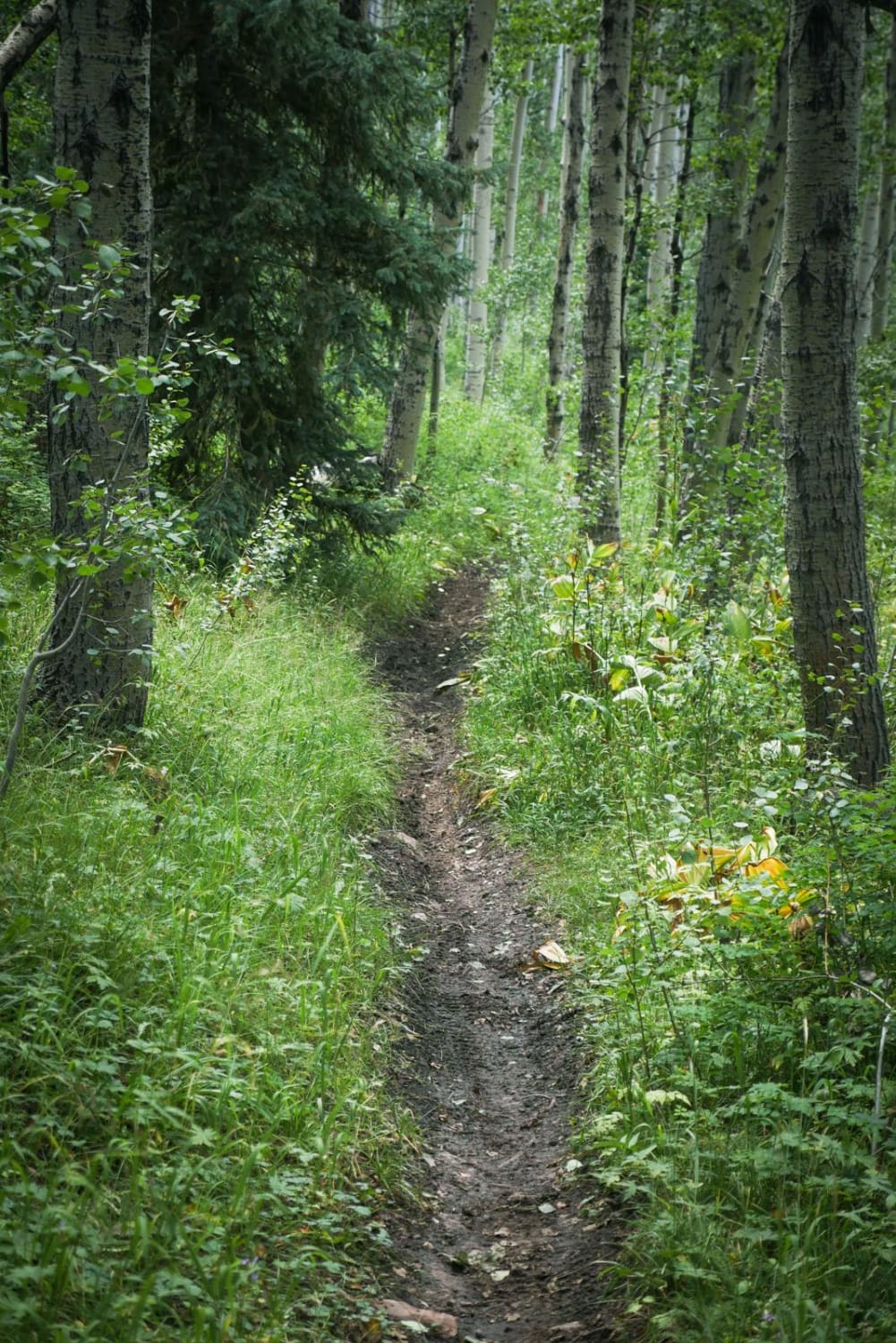 West Mancos Trail 