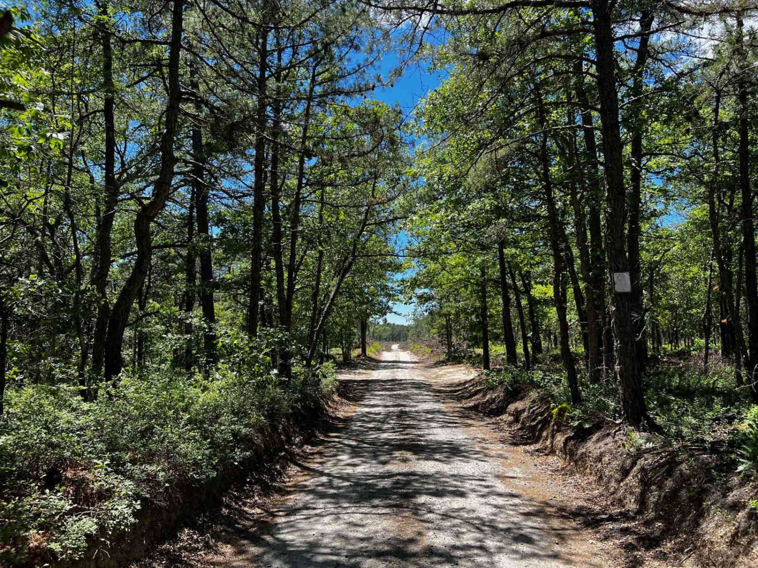 Forge Road to Wharton State Forest