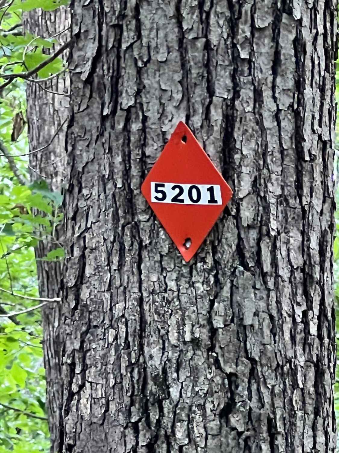 Turkey Bay OVH 5201 D to 5 Side