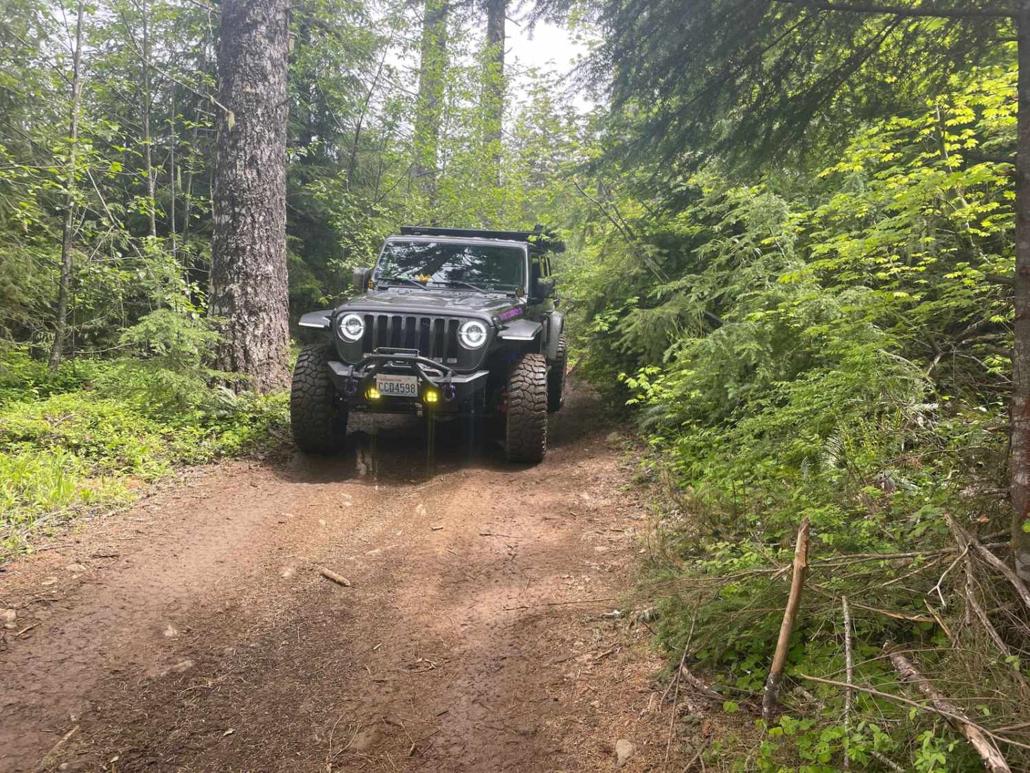Cedar Tree - Jeep Badge of Honor Trail