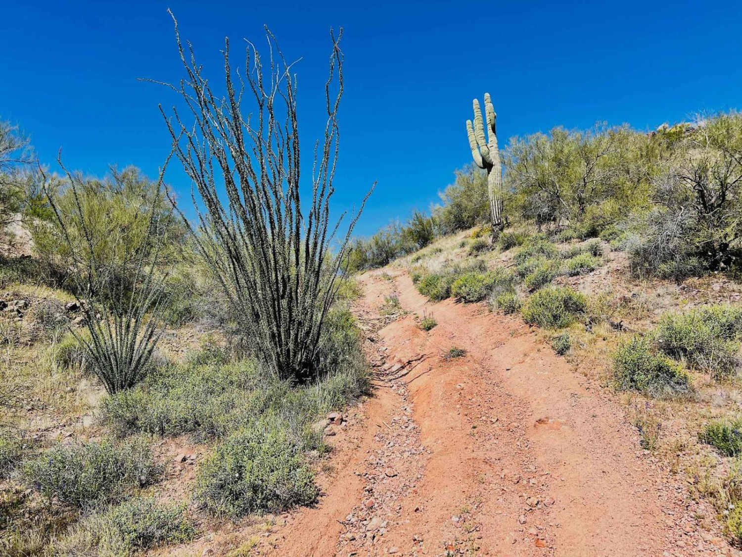 Jimmie Wash Trail